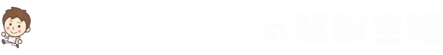 ぽんこつナースの解剖生理